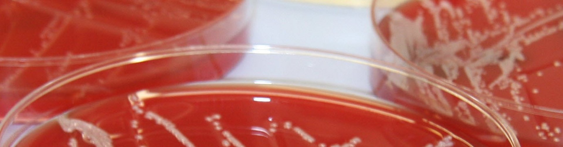 Landeskontrollverband Berlin-Brandenburg eV Landeskontrollverband Berlin-Brandenburg eV