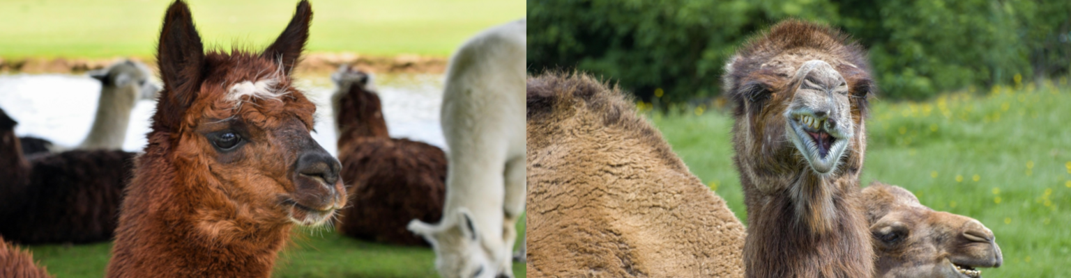 Landeskontrollverband Berlin-Brandenburg eV Landeskontrollverband Berlin-Brandenburg eV